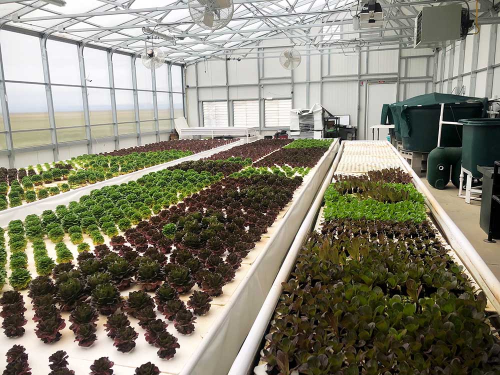 aquaponics operation