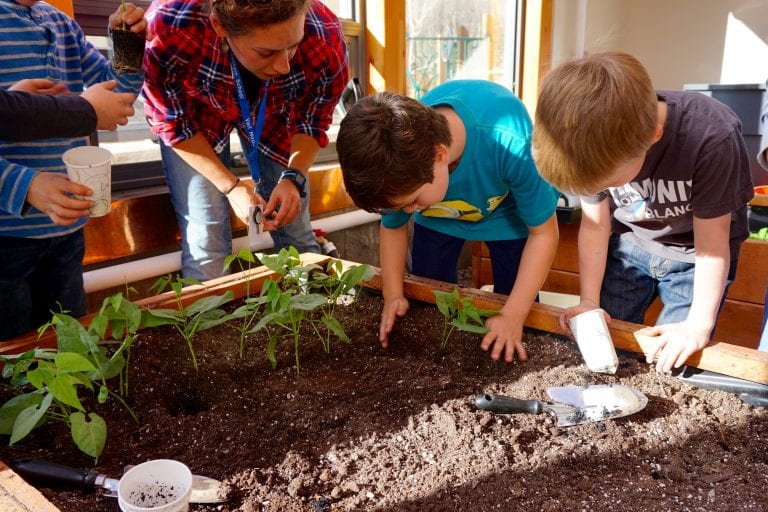 School Greenhouse growing