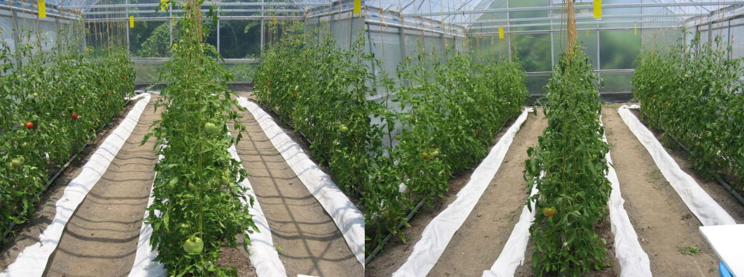 clear and diffuse etfe