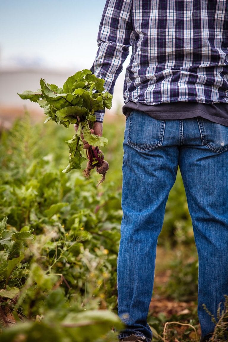 farmer picking beets