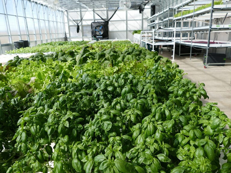 aquaponics greenhouse for sale- aquaponic solar greenhouse