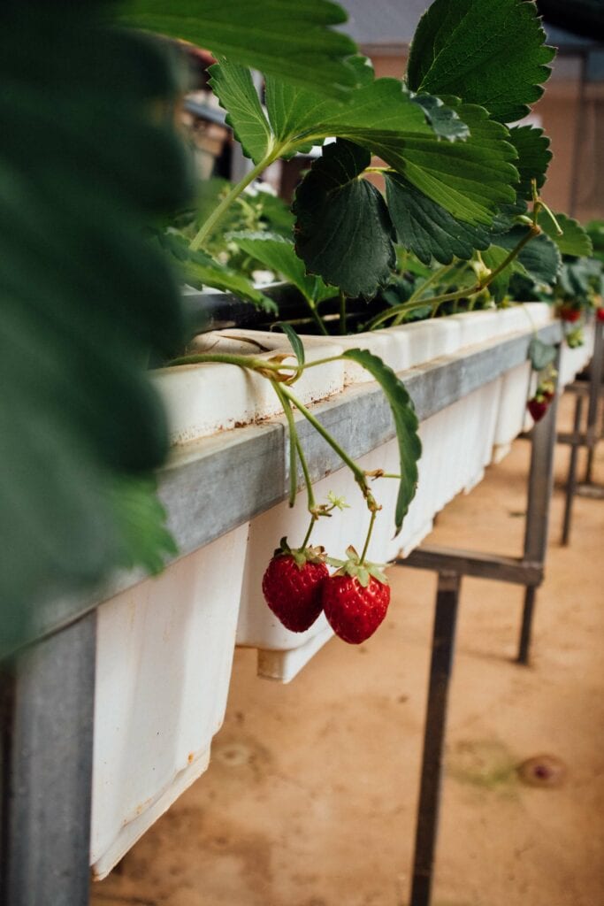 hydroponic strawberries