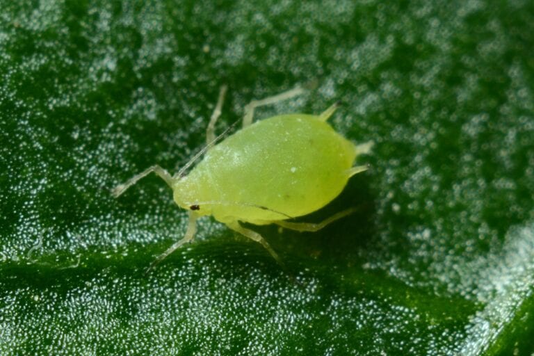Aphid in greenhouse