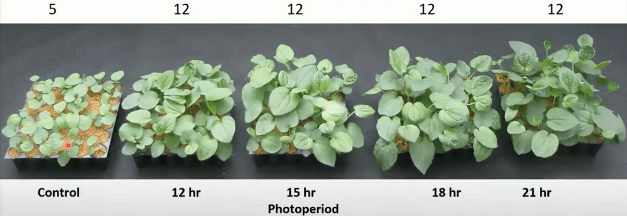 GLASE consortium photoperiod