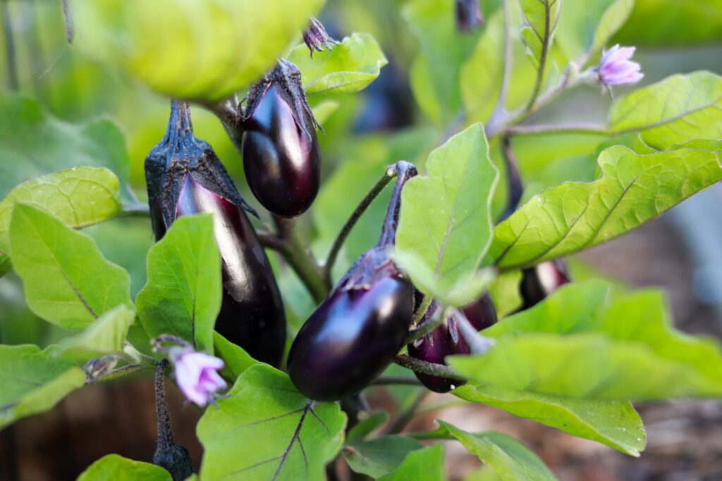greenhouse planting schedule- eggplant