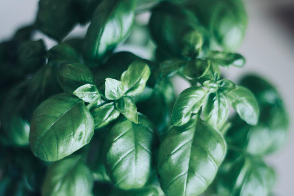 greenhouse planting guide- basil