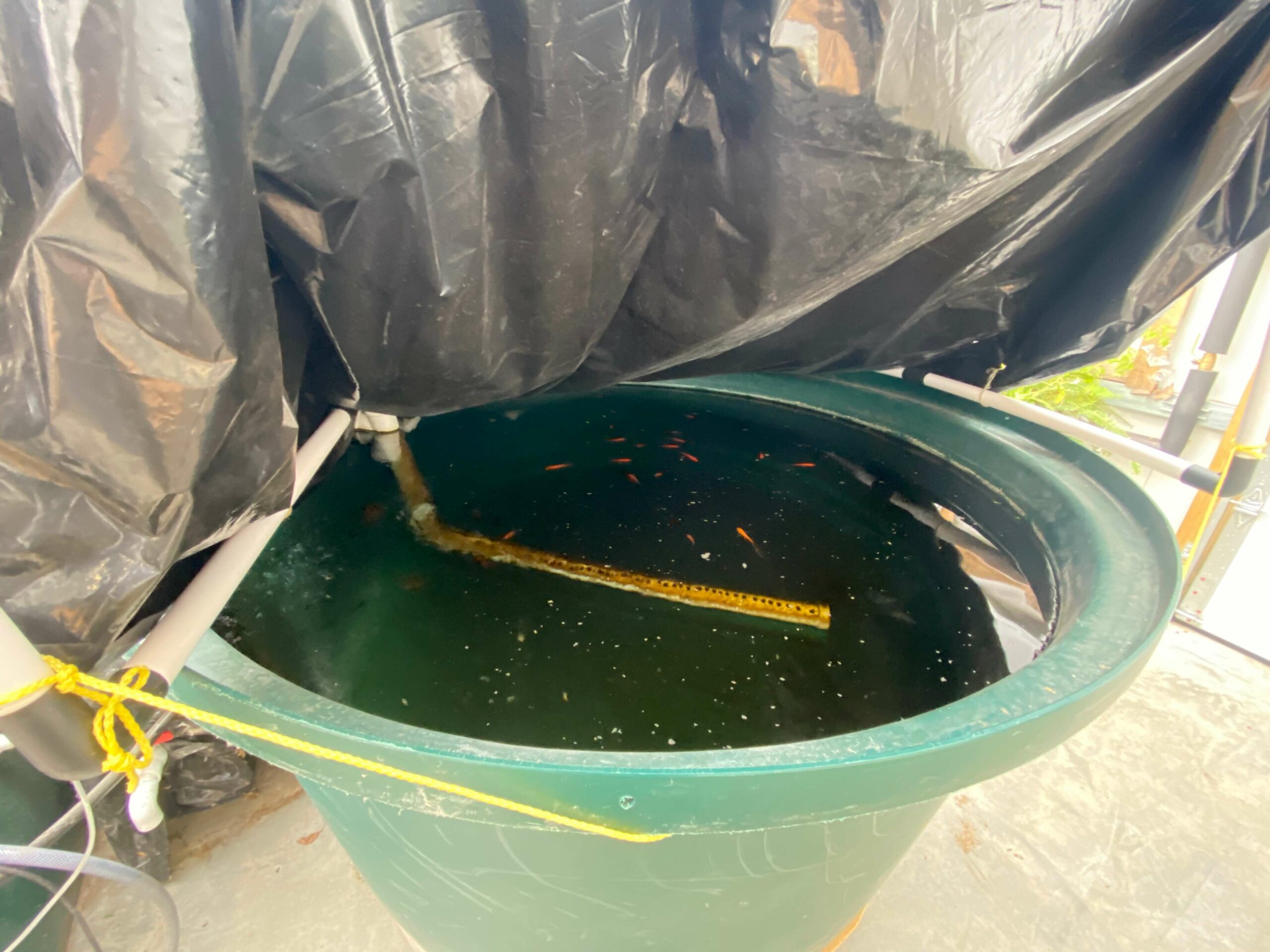 classroom aquaponics greenhouse