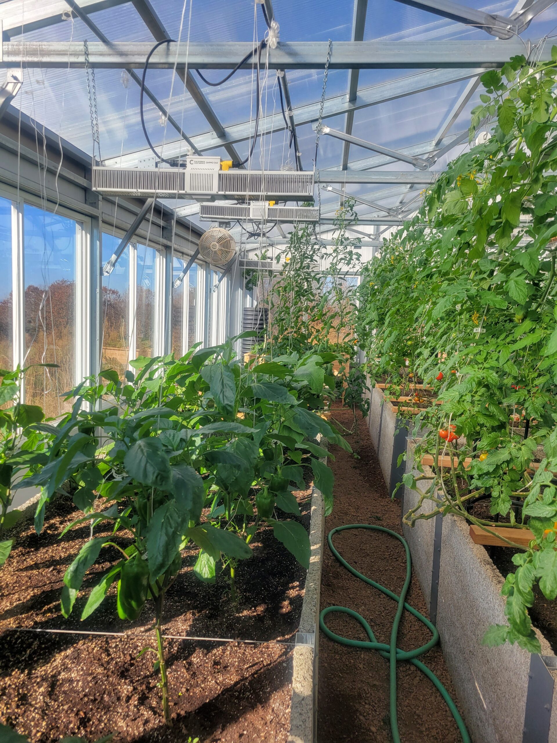 growing in a Ceres greenhouse