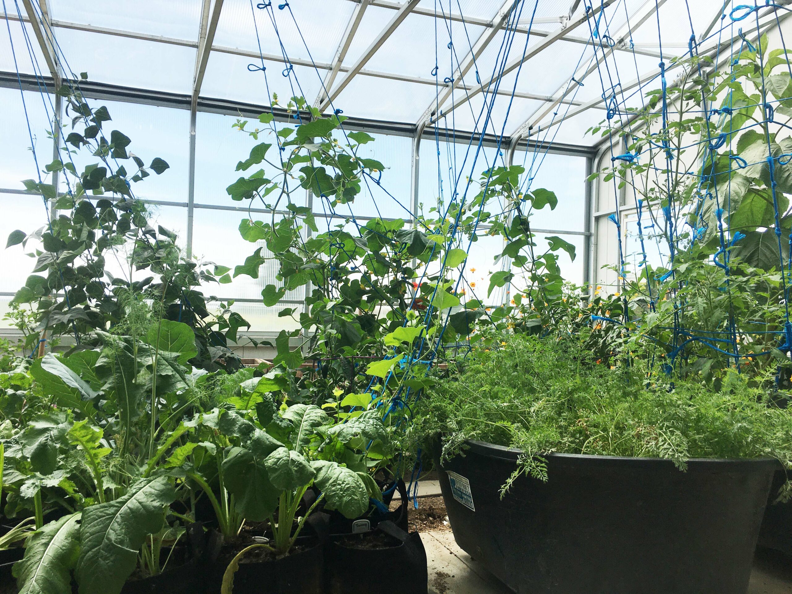 inside residential greenhouse