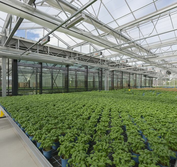 inside the rooftop greenhouse