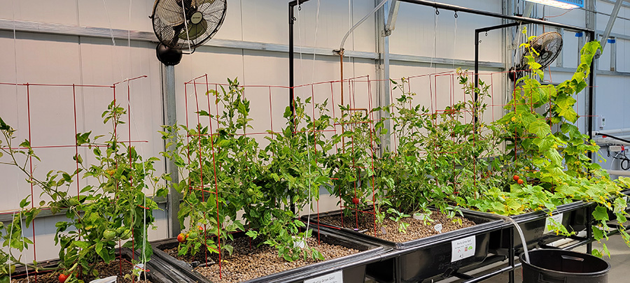 inside greenhouse- aquaponics