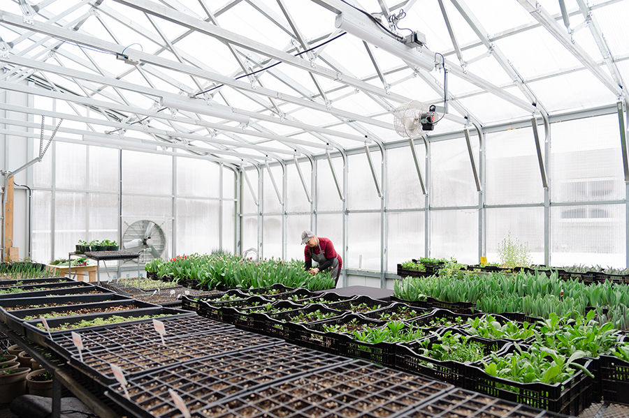 Flowers of the Field- inside the greenhouse