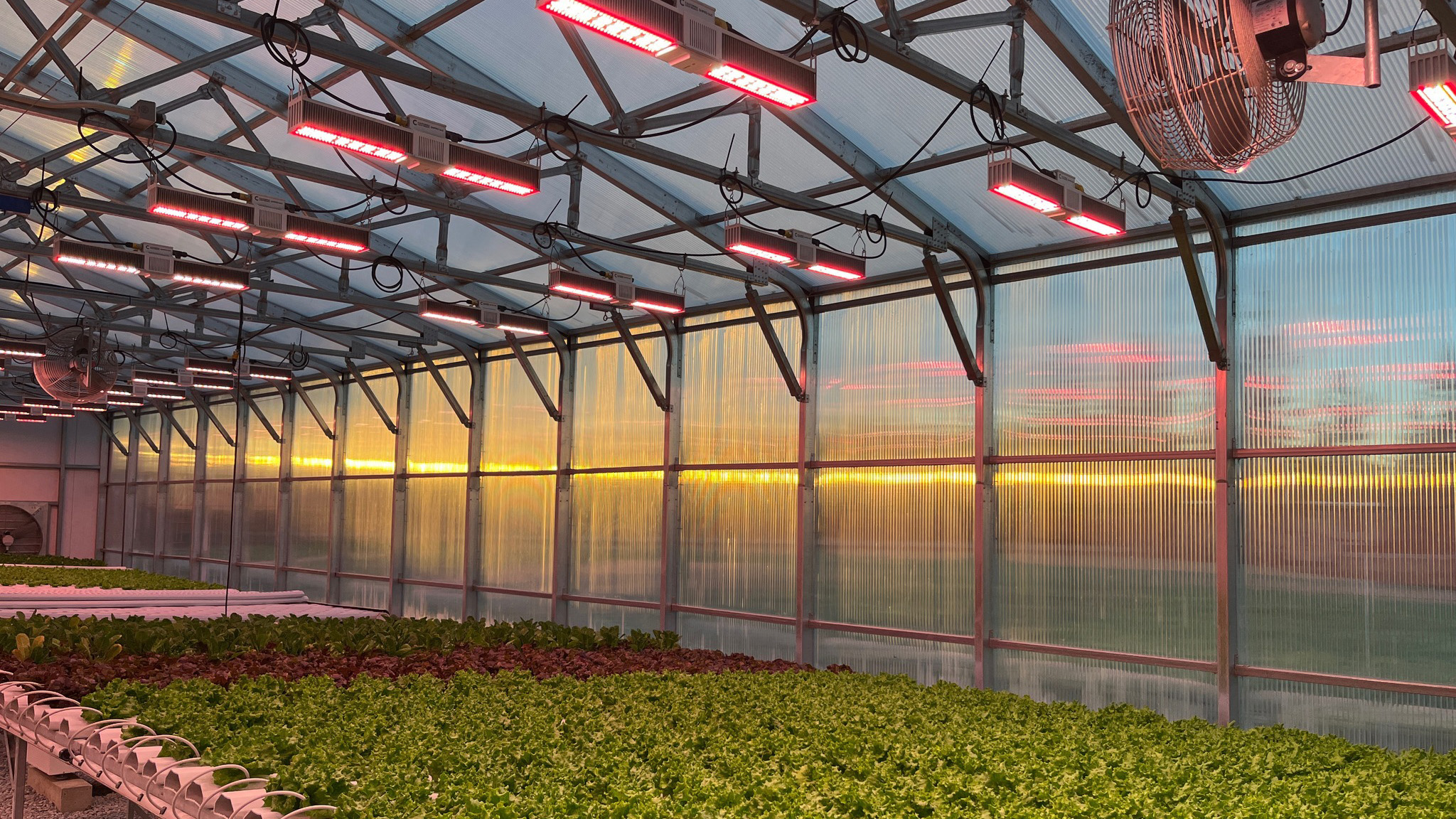 LEDs for winter greenhouse