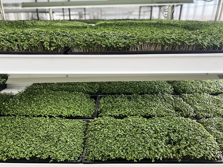 grow microgreens greenhouse