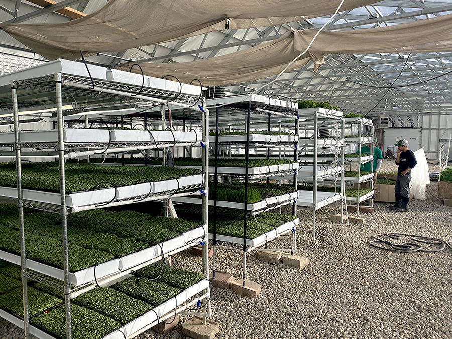 microgreens in greenhouse