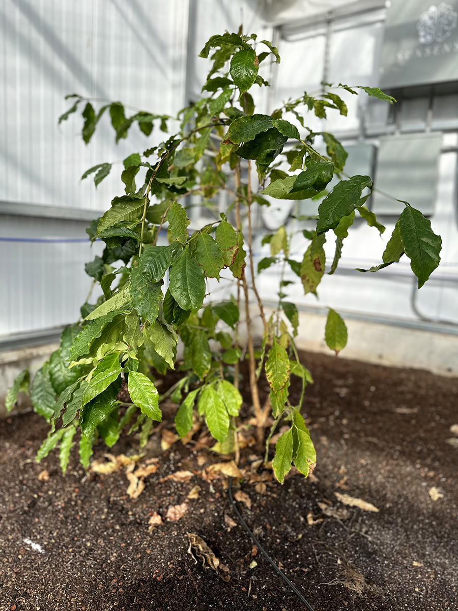 inside greenhouse