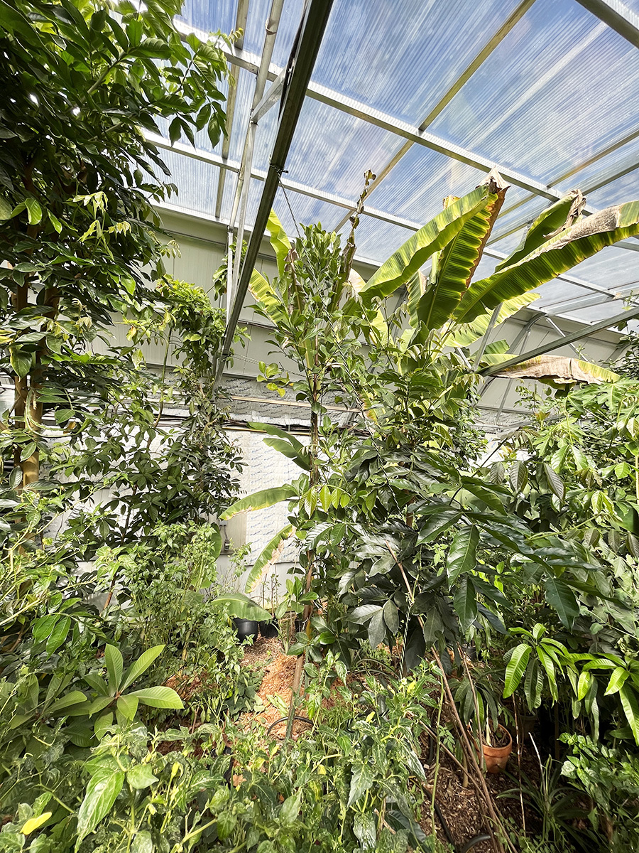 inside tropical greenhouse