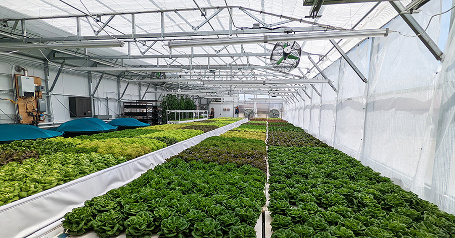 grow anything aquaponics lettuce greenhouse