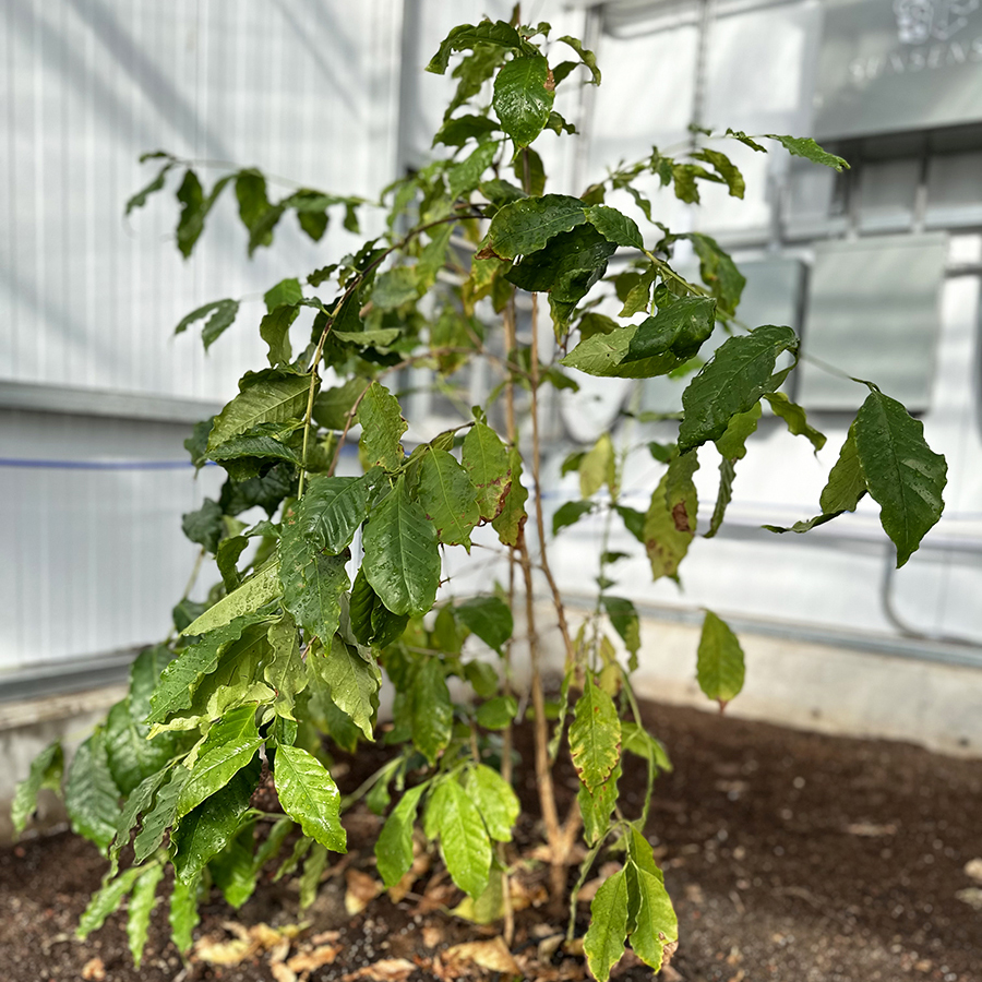 grow tropical plants in greenhouse- coffee