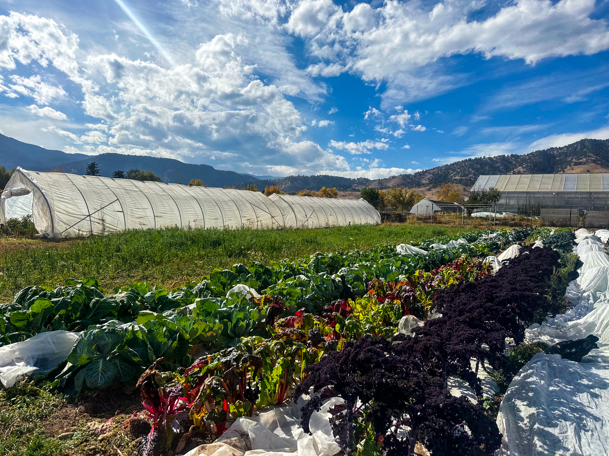 Growing Gardens_4- community garden