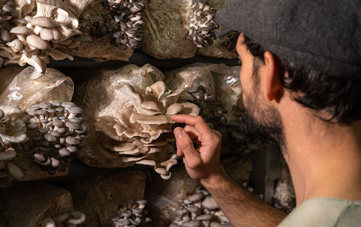 mushroom cultivation