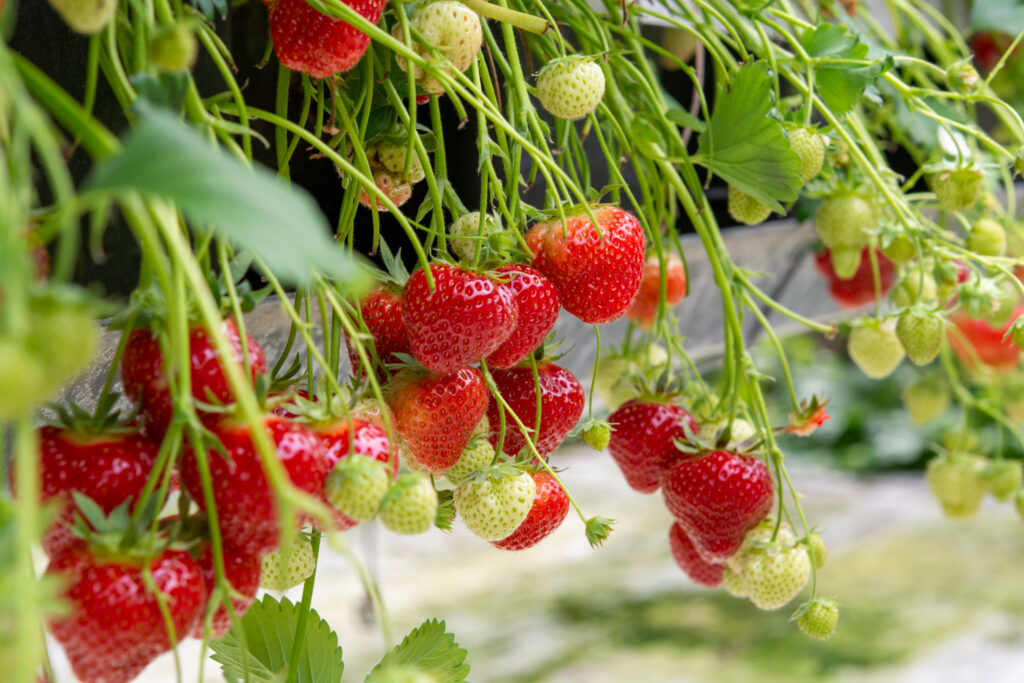 Ceres Strawberry Greenhouse