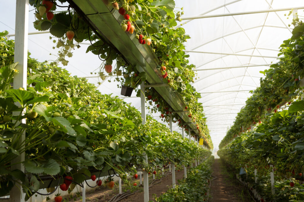 greenhouse strawberry facility
