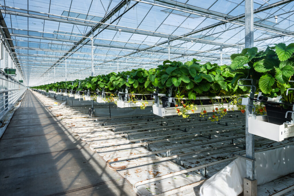 large strawberry greenhouse ceres greenhouse solutions strawberry cultivation facility