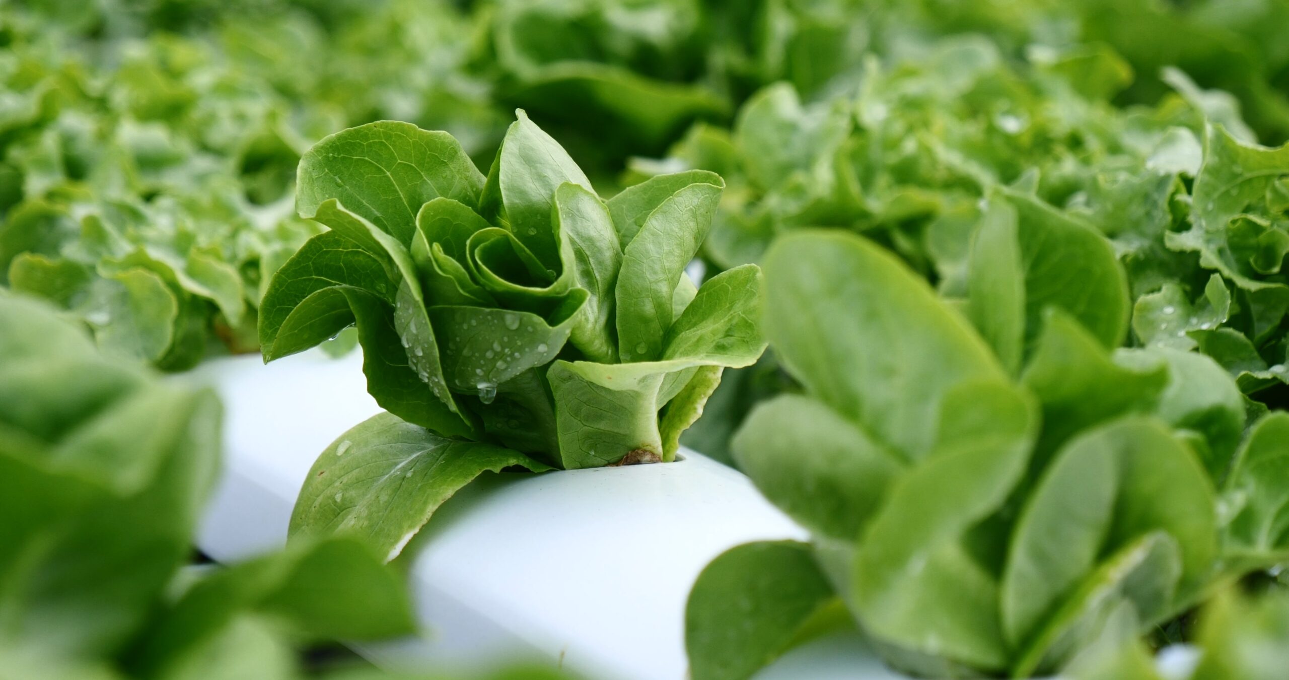 Virginia Government Agriculture Funding