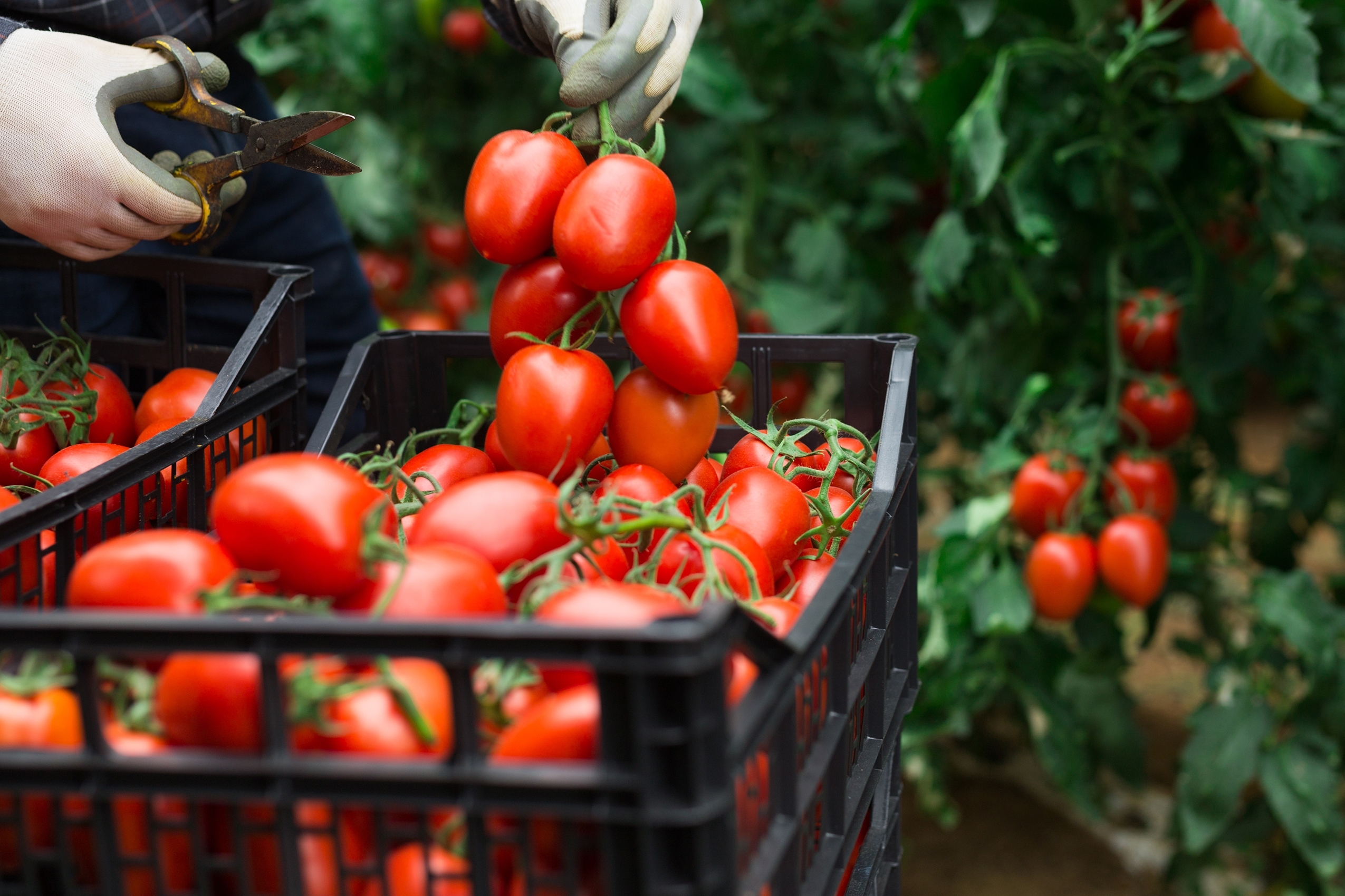 Virginia Ag Funding Opportunities