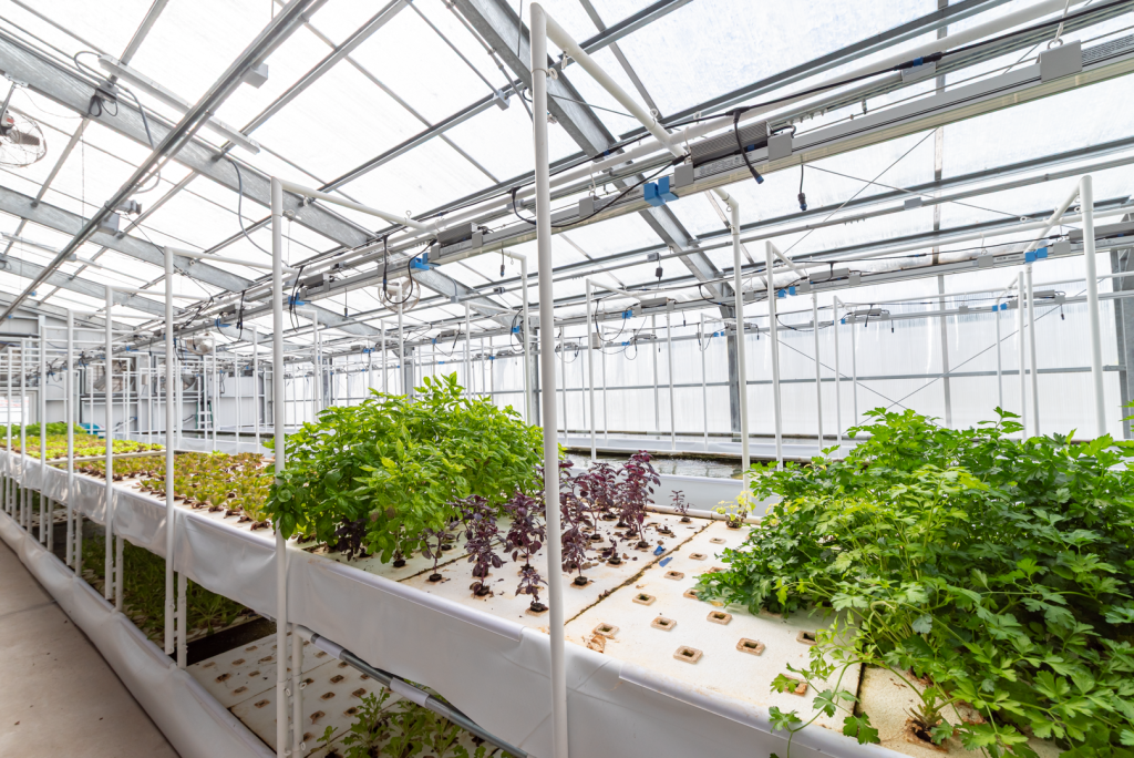 aquaponics greenhouse
