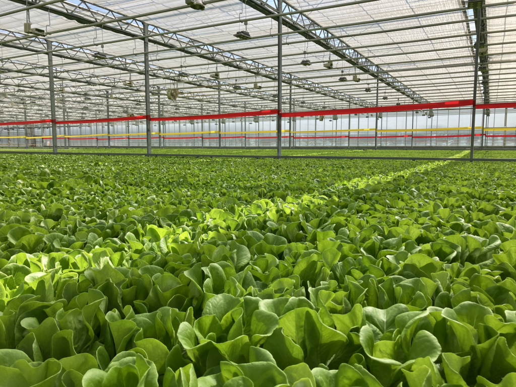 Viemose hydroponic greenhouse system