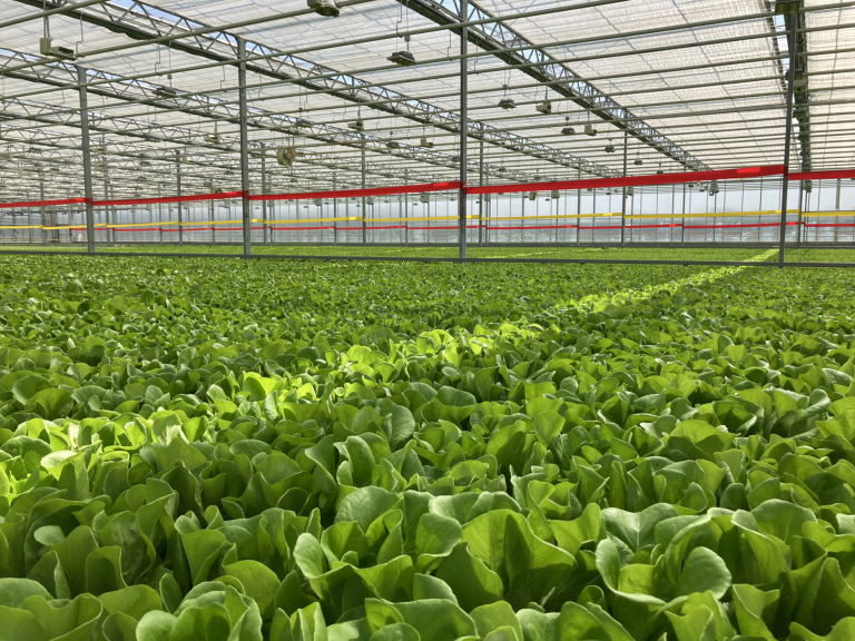 Viemose hydroponic greenhouse system