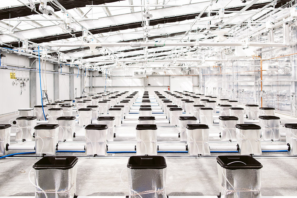 deep water cultivation for greenhouse growing