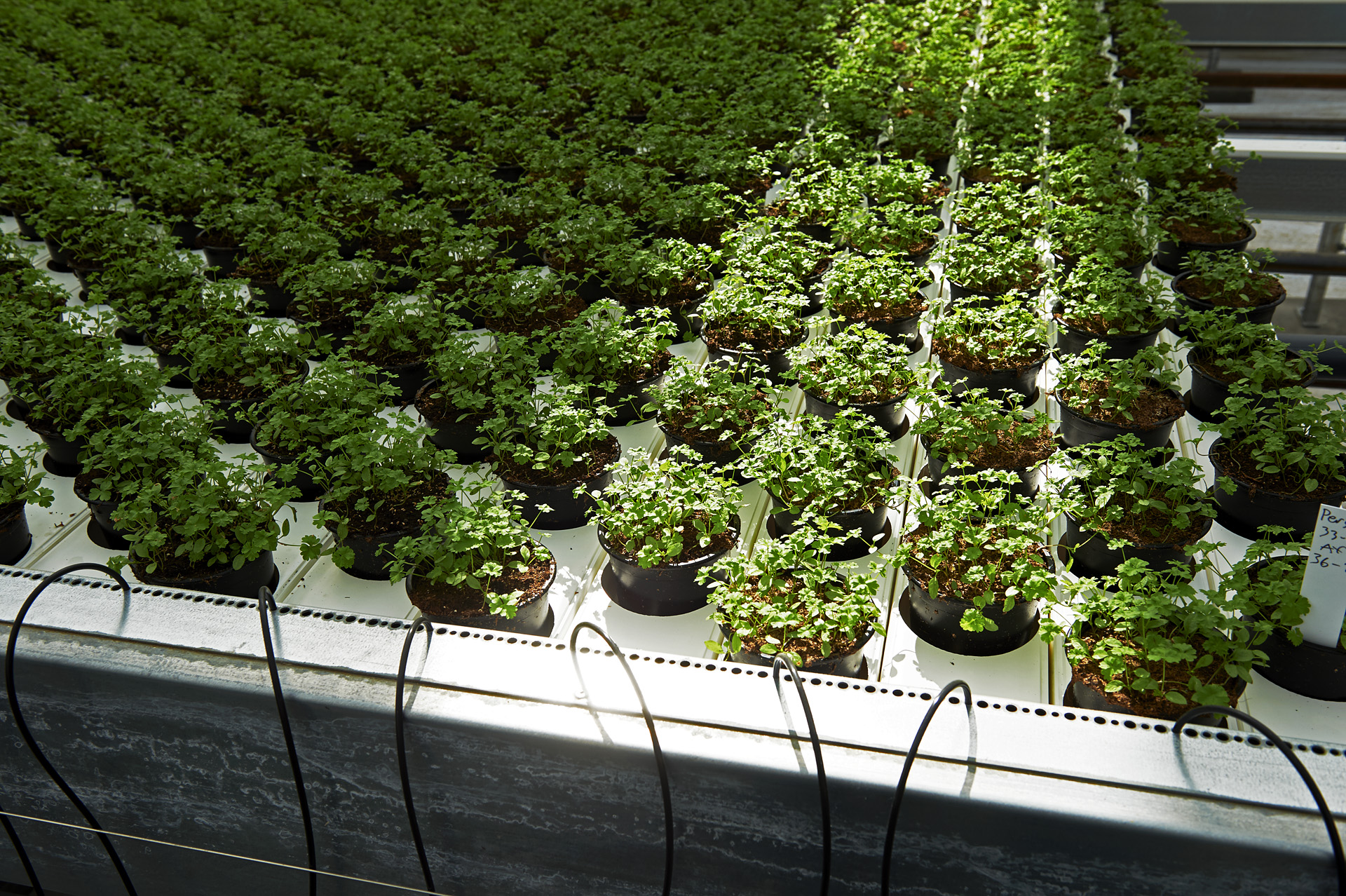 Viemose hydroponic greenhouse system
