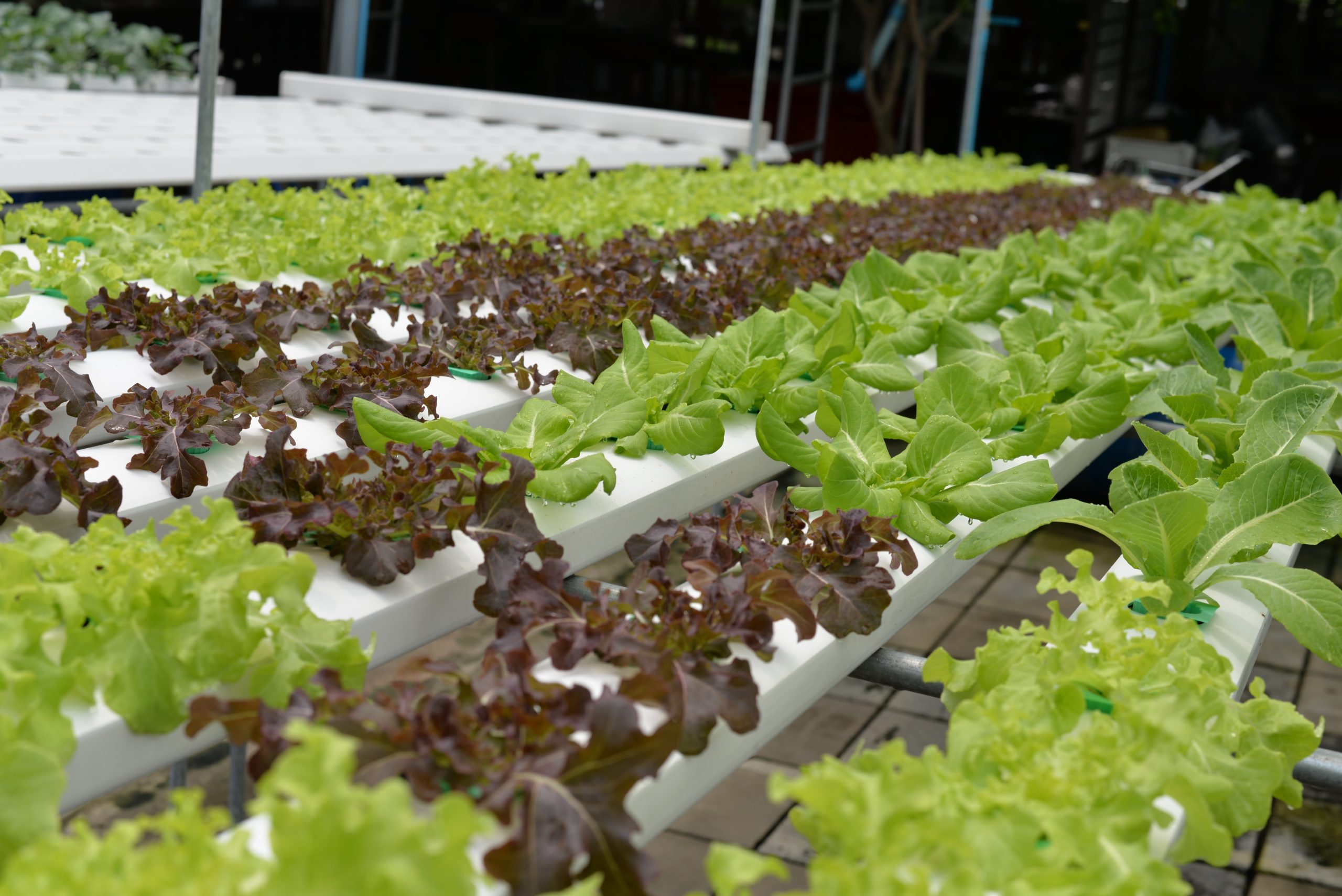 NFT system for greenhouse hydroponics