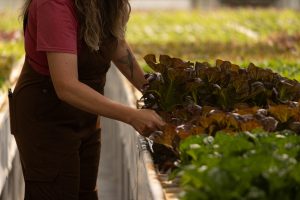 aquaponics greenhouse