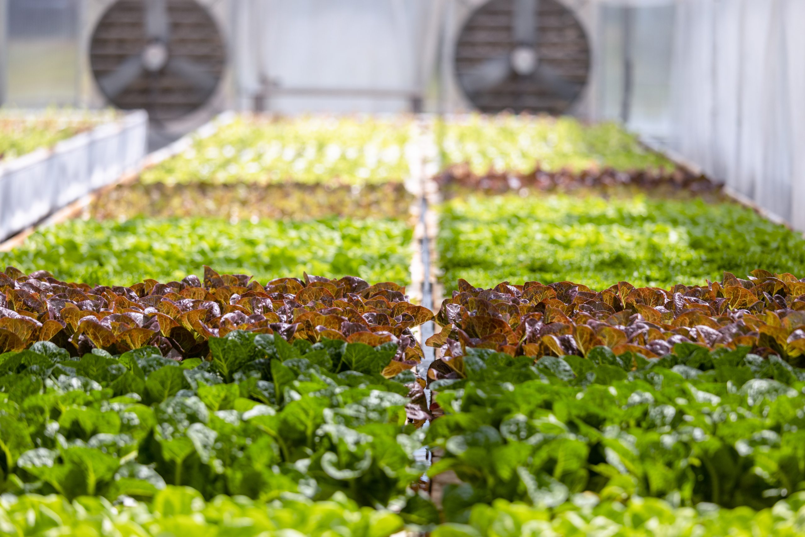 commercial aquaponics greenhouse