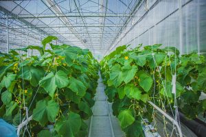 Cucumber farm greenhouse