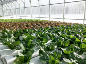 Water efficiency in greenhouse